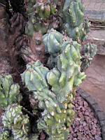 Cactus - Cereus Repandus f. Monstruosus (fam Cactecees) (Venezuela) (5) (Photo F. Mrugala)